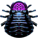 kuulla