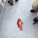 yep yep