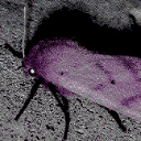 CFIsabellaTigerMoth