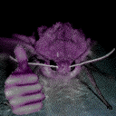 CFIsabellaTigerMothThumbsUp