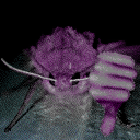 CFIsabellaTigerMothThumbsDown