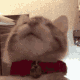 catlick